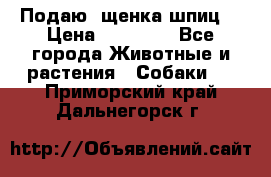 Подаю. щенка шпиц  › Цена ­ 27 000 - Все города Животные и растения » Собаки   . Приморский край,Дальнегорск г.